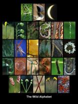 image francais_2_pinterest.jpg (0.1MB)